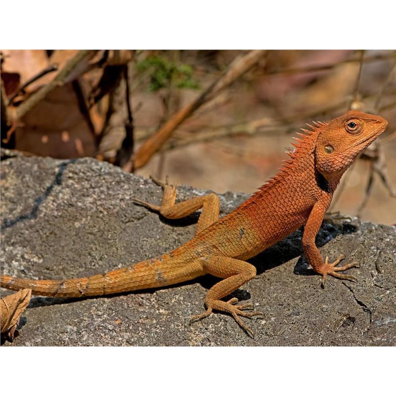 Soparla Calotes Versicolor (Oriental Garden Lizard) - imagine 3